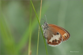 <p>OKÁČ STRDIVKOVÝ (Coenonympha arcania) jižní Morava ---- /Pearly heath butterfly - Weißbindiges Wiesenvögelchen/</p>